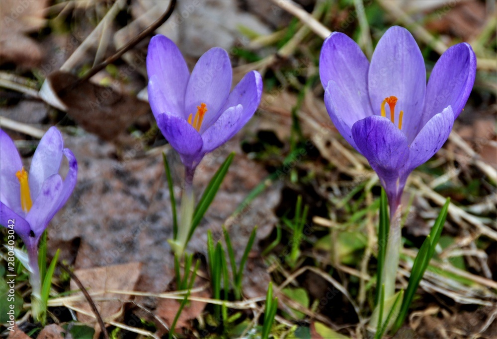 close up with crocuses in the forest close up with crocuses in the forest