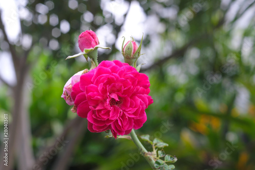 Pink roses and natural background blur.