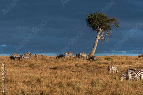 Beautiful landscapes during great migration season in Maasai Mara triangle  photo