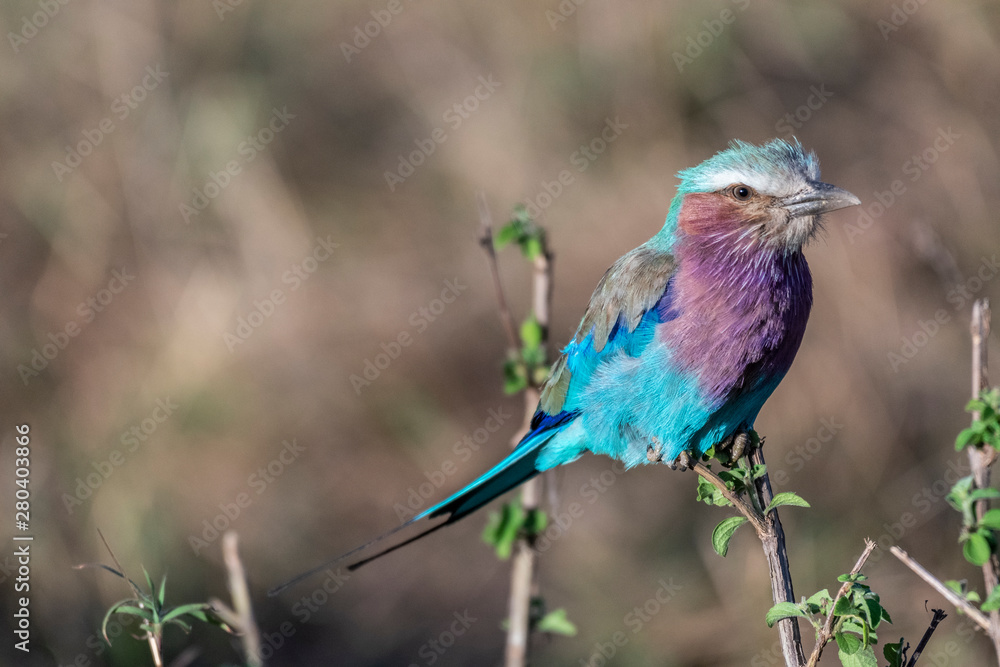 Lilac-breasted roller holding on to small twig in Maasai Mara triangle Lilac-breasted roller holding on to small twig in Maasai Mara triangle
