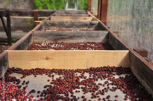 Ecological coffee drying process in europe's only plantation in San Pedro, Agaete, Gran Canaria