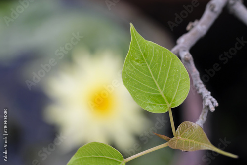 Closeup, green leaves, background blur, lotus flower
