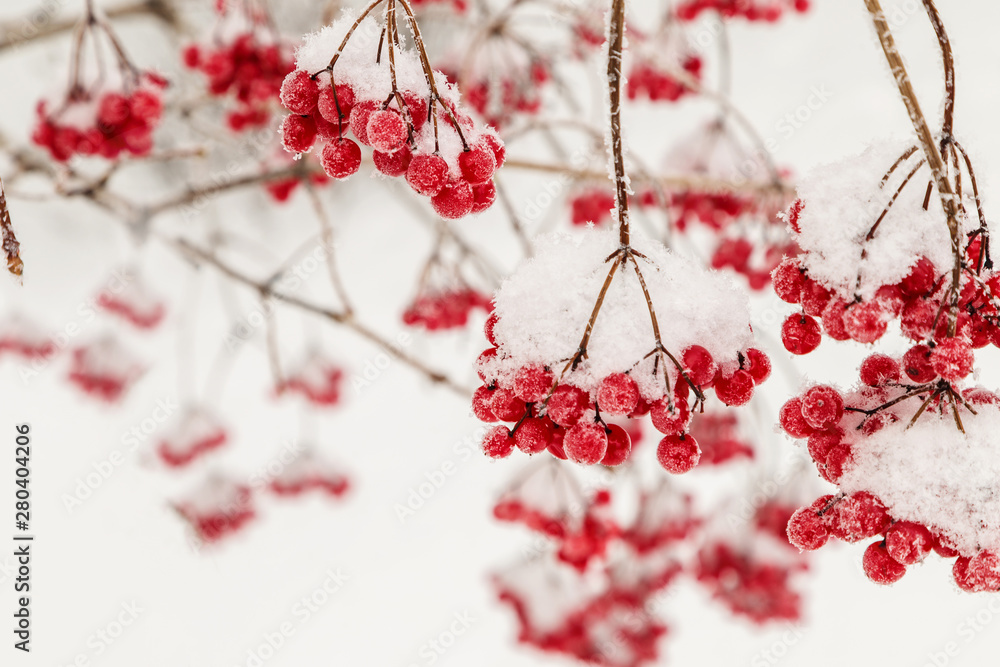 Red viburnum berries.