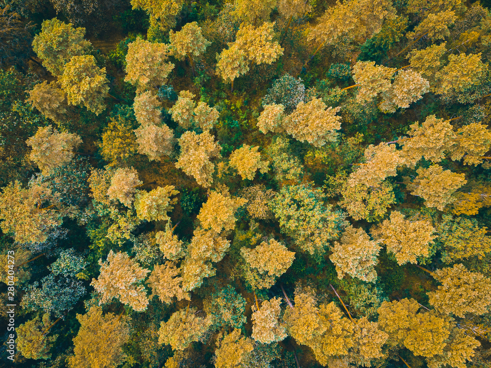 green treetops from the bird view green treetops from the bird view