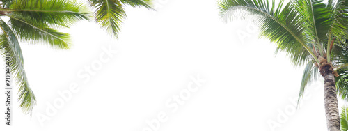 Panorama of coconut leaf frame isolate on white background whit copy space, Summer concept.