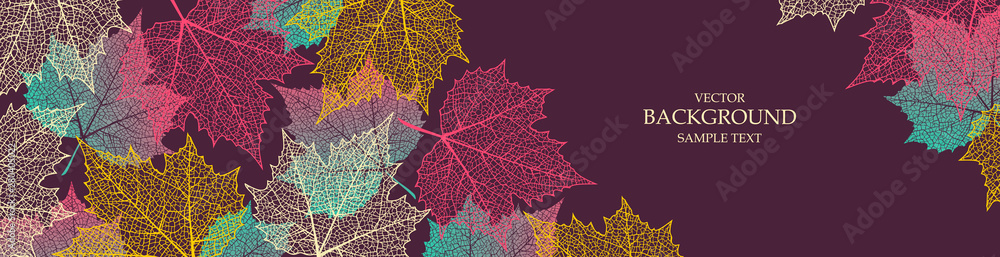 Fototapeta Jesieni tło z liśćmi klonowymi. Banner natury. Rama z roślinami. Jasny szablon
