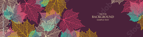 Fototapeta Jesieni tło z liśćmi klonowymi. Banner natury. Rama z roślinami. Jasny szablon