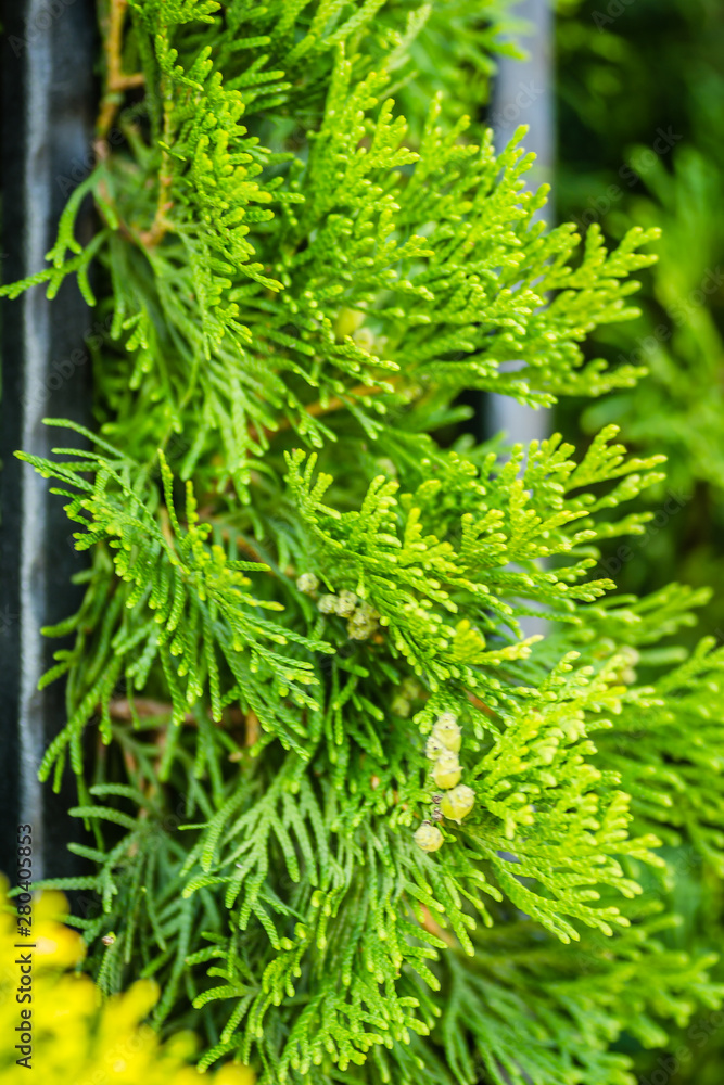 Green leaves are evergreen plants Thuja