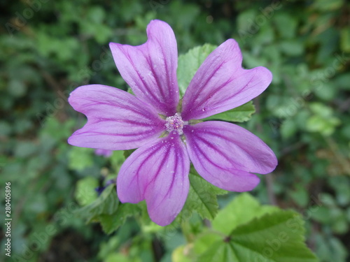 Summer Flower