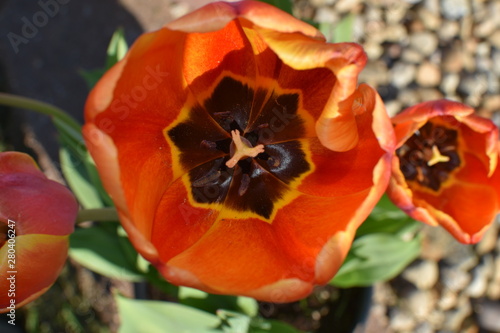 red tulip in the garden