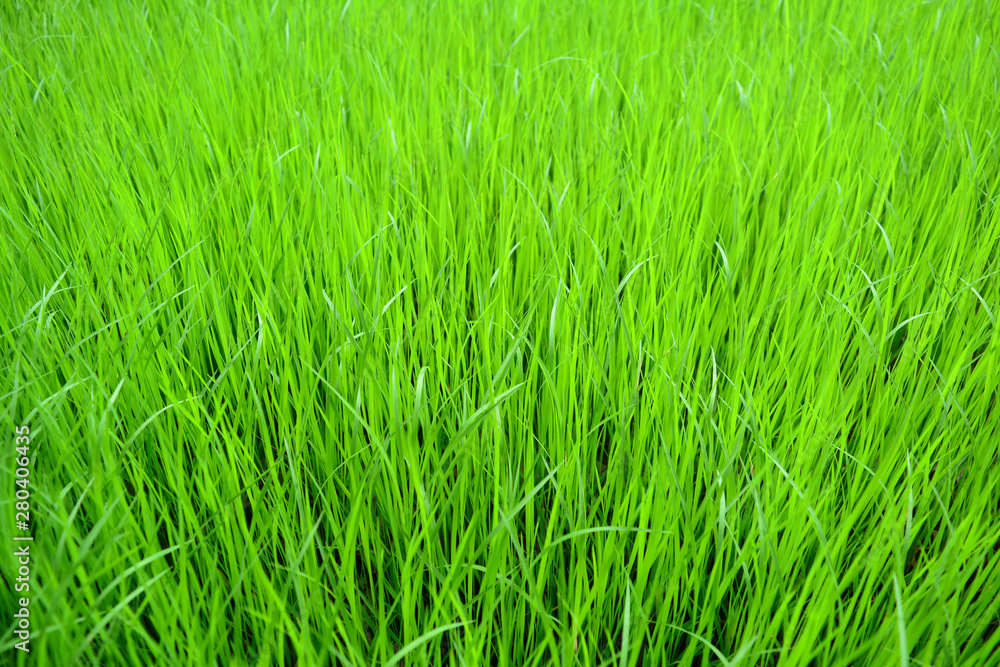 The blurred of slender leaves of the young green rice's sprout on plastic tray at plant nursery