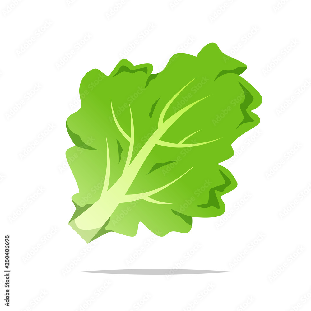 Green lettuce vector isolated illustration - obrazy, fototapety, plakaty 