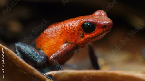 Blue jeans poison dart frog in its natural habitat in the Caribbean.  Poisonous dart frog in the Caribbean forest.