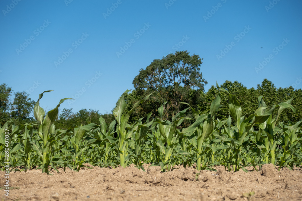 cornfield with rows of young plants
