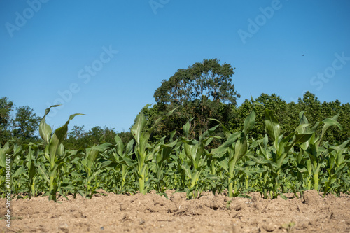 cornfield with rows of young plants