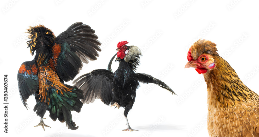 Fototapeta premium looking chicken on fighting roosters