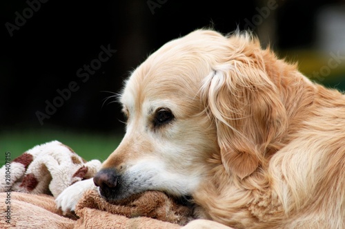 Golden Retriever nuckelt an seiner Decke © Manuela