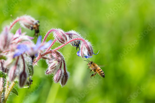 Honey bee in flight to collect nectar pollen from a Borago officinalis wild flower photo