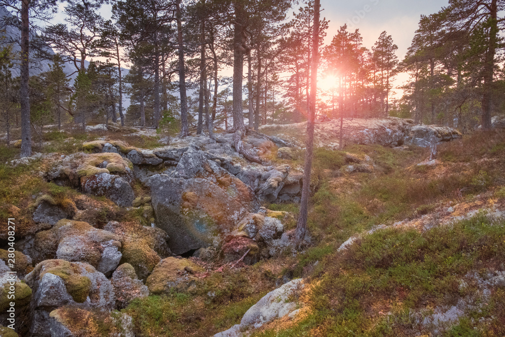 Obraz premium Landscape, sunset in the pine forest on the rocks