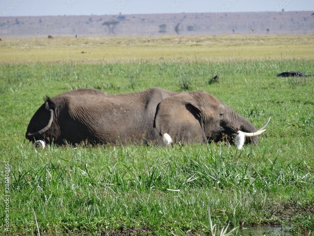 Obraz premium elephant