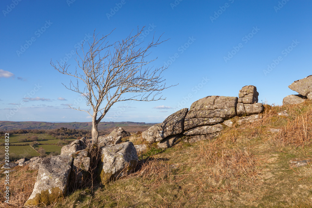 Tree on rocks at tor on Darmoor National Park