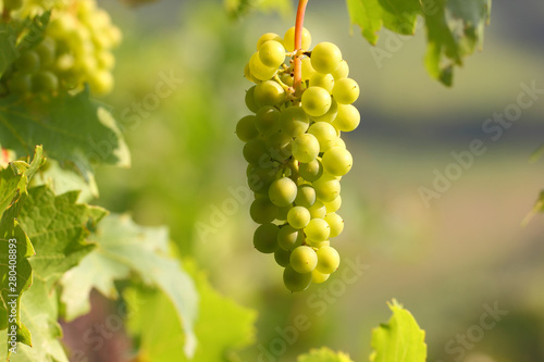 Wallpaper Mural Grape cluster with berries hanging and ripening on a Bush with leaves Torontodigital.ca