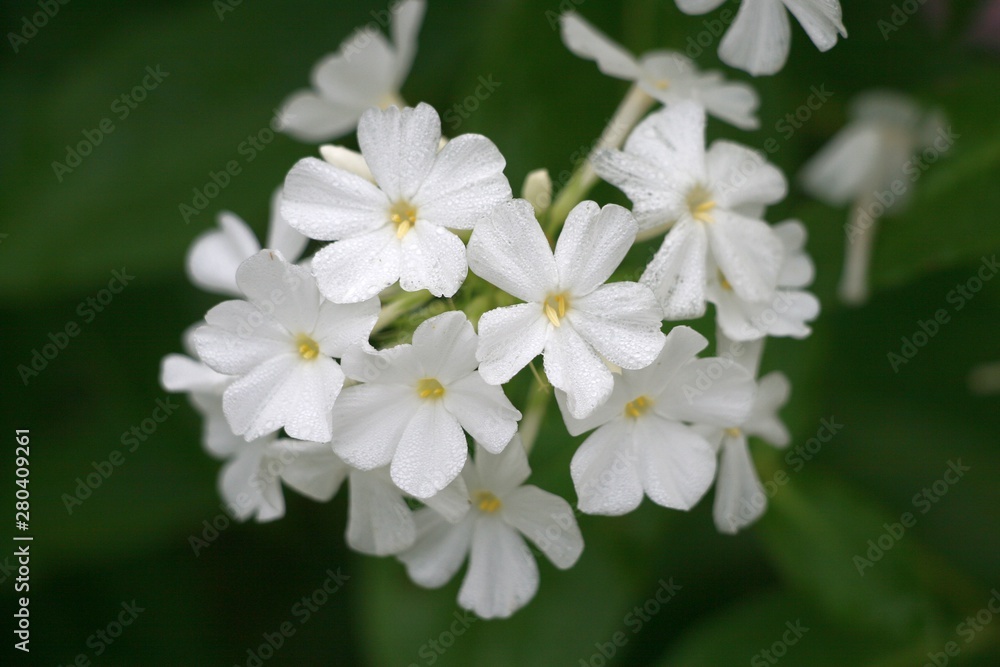 White blossom