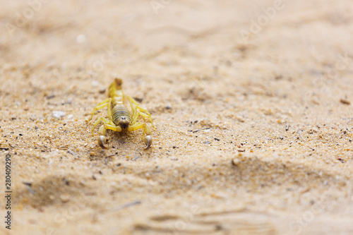 Yellow Deathstalker scorpion with a bent tail closeup on the sand in the desert