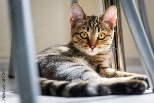 Wallpaper Mural kitten lying on the floor looking at the camera Torontodigital.ca