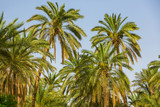 Oasis of date palm crowns on a blue sky