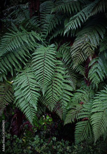 A fern in rain forest near FRANZ JOSHEP, New Zealand