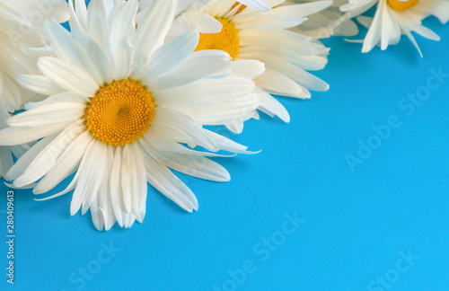 A bouquet of large daisies on a blue background. chamomile close up. copy space.