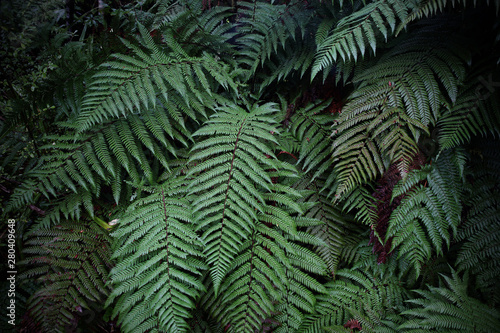 A fern in rain forest near FRANZ JOSHEP, New Zealand