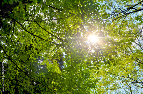 Tall trees with green leaves and sunlight in the forest  bottom view background. This landscape is on Montseny National Park  Catalonia  Spain.