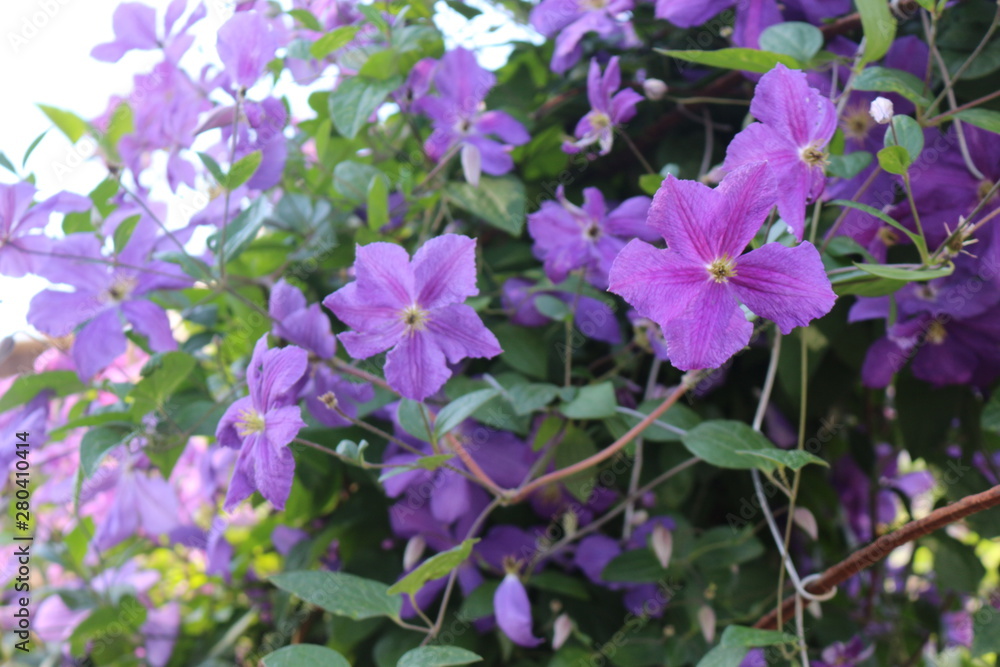 Lilac Clematis blooms on the fence