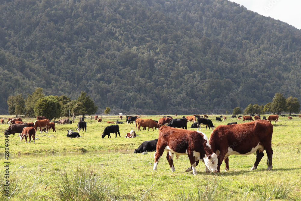  New Zealand landscape with farmland and grazing cows