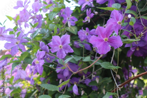 Lilac Clematis blooms on the fence