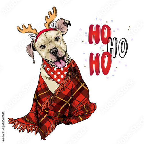 Hand drawn portrait of pit bull teriier dog wearing deer horn hat and plaid blanket. Vector Christmas poster. Xmas greeting card. Winter seasonal celebration. Colored new year pet portrait.