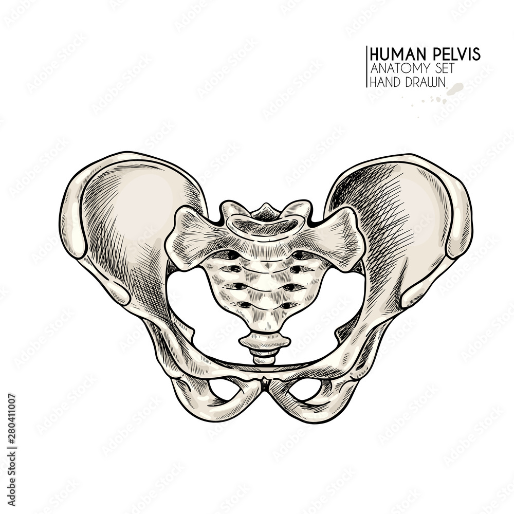 Hand drawn anatomy set. Vector human body parts, bones. Pelvic bones