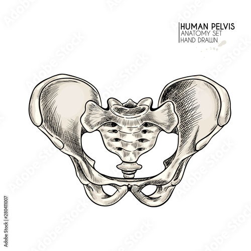 Hand drawn anatomy set. Vector human body parts, bones. Pelvic bones. Vintage medicinal illustration. Use for Haloween poster, medical atlas, science realistic image.