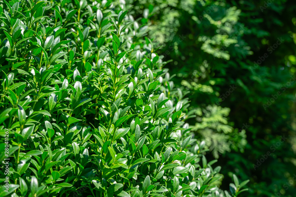 Bright shiny green foliage of boxwood Buxus sempervirens as the perfect backdrop for any natural theme, summer green landscape, fresh wallpaper. There is a place for your text. Selective focus