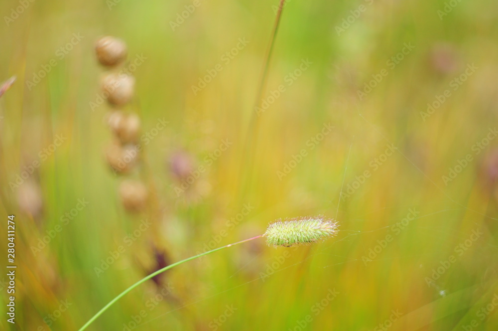 Spikelet plants in the pictures of the thickets, the background is blurred