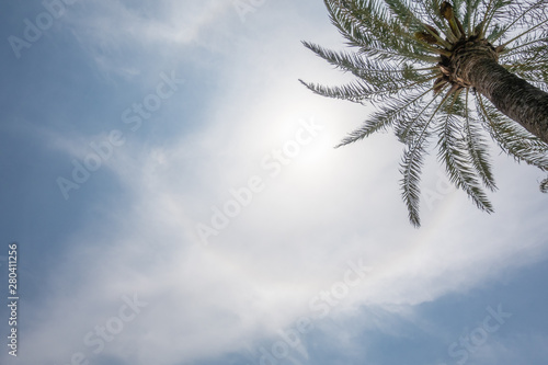 solar halo and a palm tree