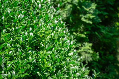 Bright shiny green foliage of boxwood Buxus sempervirens as the perfect backdrop for any natural theme  summer green landscape  fresh wallpaper. There is a place for your text. Selective focus