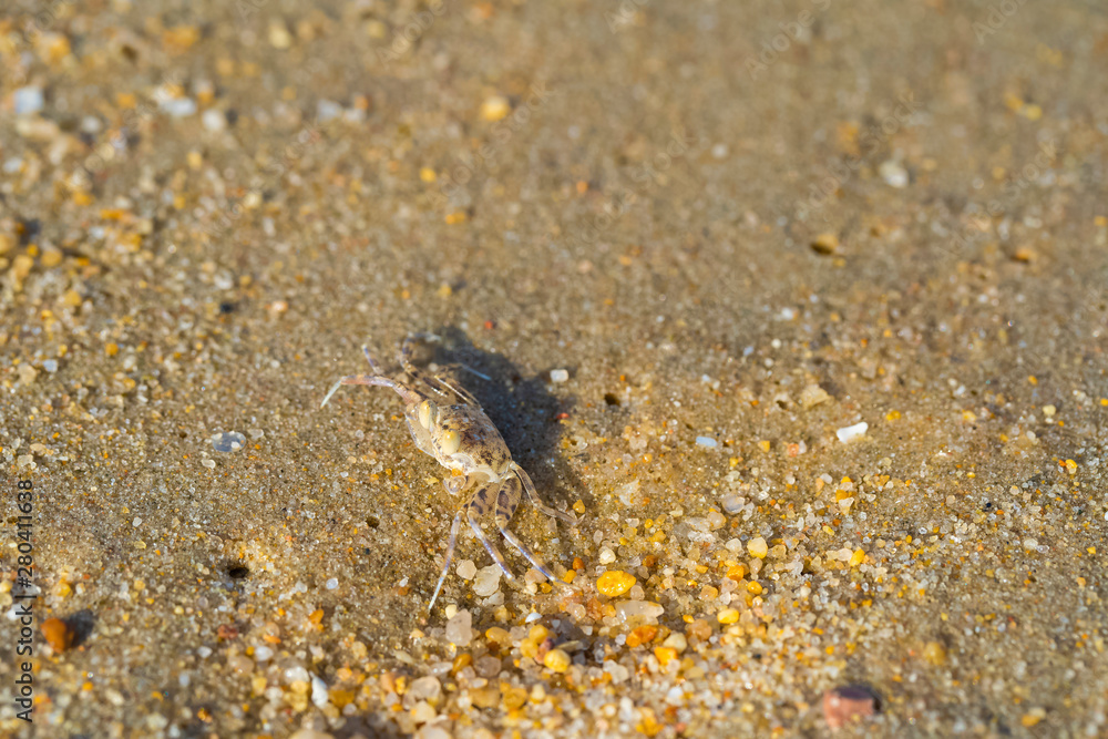 sand crab