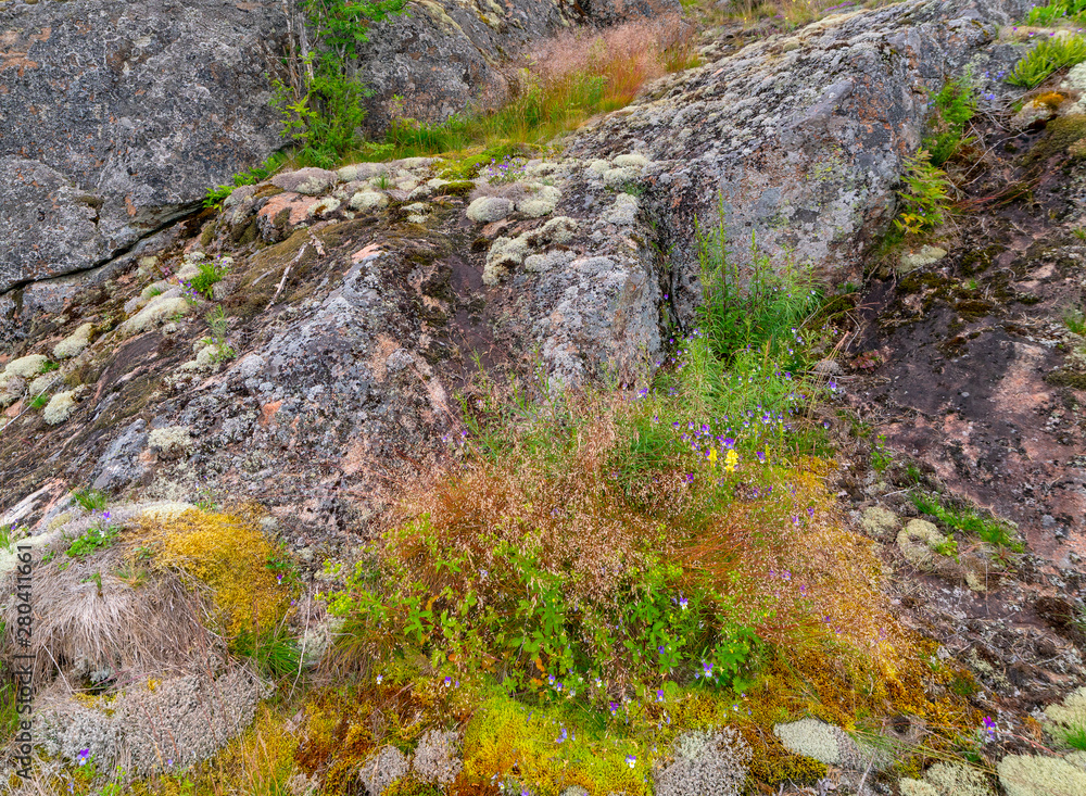 Lichen on the surface of granite. Northern nature. Lichen on the surface of granite. Northern nature.
