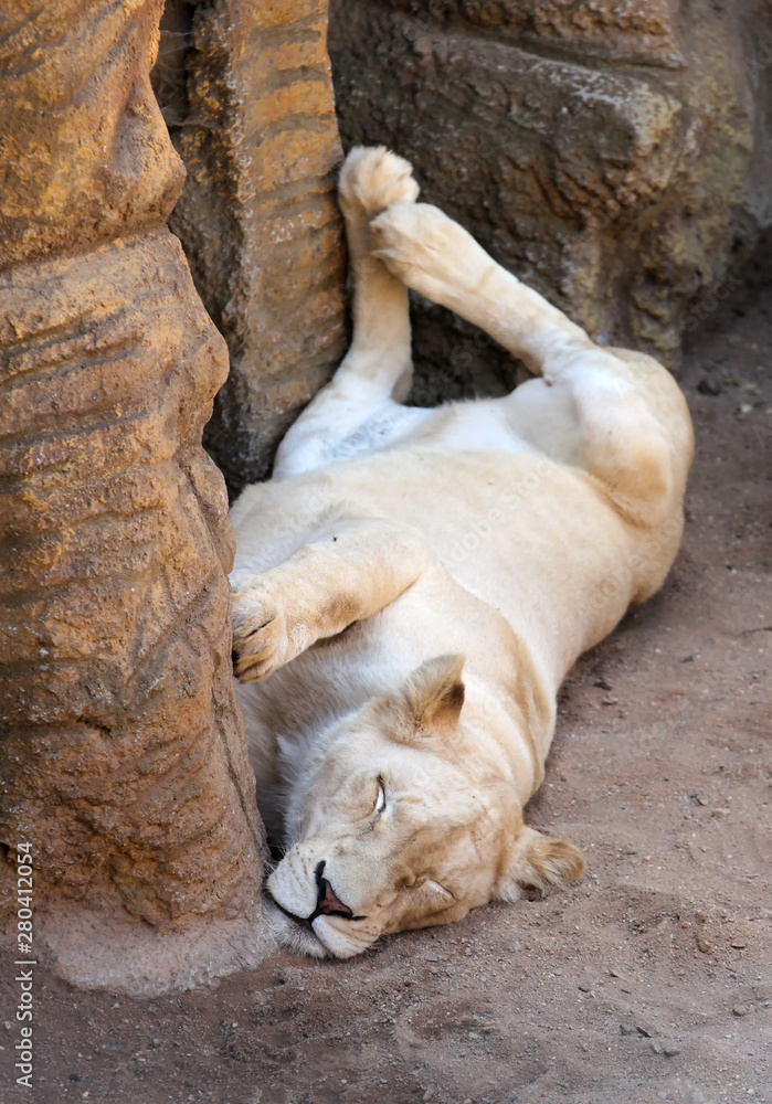 Fototapeta premium lioness is relaxing and sleeping