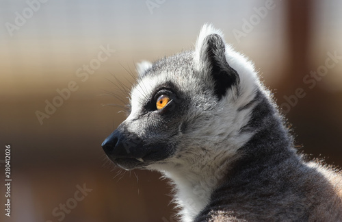 portrait of lemur from profile