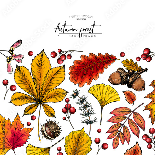 Hand drawn autumn leaf. Vector colorful tree leaves. Fall forest folliage. Maple, oak, chestnut, birch, acorn, ginkgo biloba, eucalyptus, willow, guelder rose, pine. Poster design, holiday decoration.