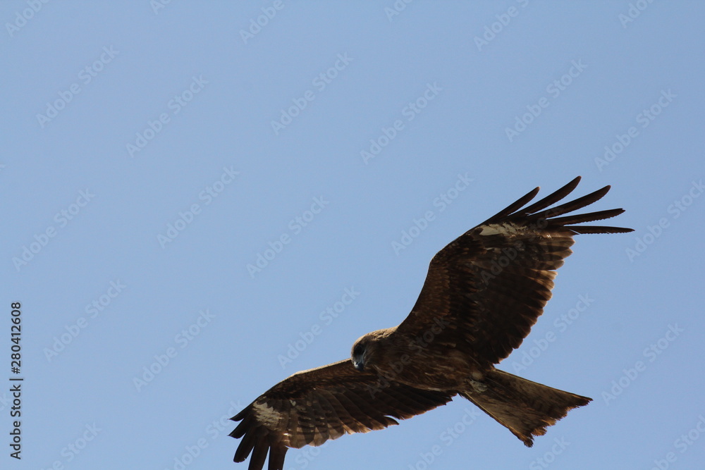 Fototapeta premium 鳶